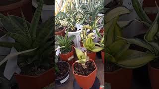 sansevieria pinguin🥰#tanamankesehatan #sansevieriaplant