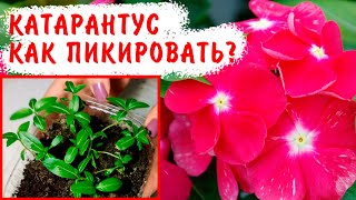 КАК ПРАВИЛЬНО ПИКИРОВАТЬ КАТАРАНТУС?