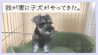 【はじめてのお迎え】子犬がお家にやってきた！ミニチュアシュナウザーの赤ちゃん「ジェイムズ」（生後2ヶ月半）