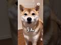 ちゃんと意思表示はする｜PECO #しゃべる犬  #柴犬 #赤柴 #茶柴 #柴犬のいる暮らし #shiba #shibainu #shibainulife #shibainulove