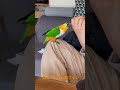 ぽんちゃんvs歯ブラシ（ズグロシロハラインコ）