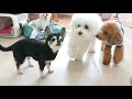 トイプーボーイズ　🐶ひみつきちなう！ 1🐶 チワワ 柴犬 トイプードル ビションフリーゼ マルチーズ 2021年6月3日