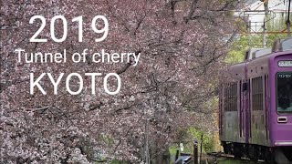 2019 京都の桜 開花状況　外国人観光客に人気のお花見スポット　Kyoto cherry tree flowering situation  Tunnel of Cherry trees