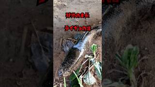 野池の番長！怪魚なライギョの話