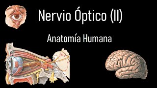 Nervio óptico (II) Segundo par craneal completo - Anatomía Humana