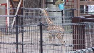 動物園に行こう(長野・茶臼山動物園)