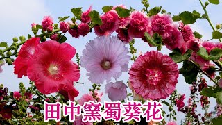 Alcea rosea(Hollyhock) ~ 彰化田中窯創藝園區25000株蜀葵花大滿開 ~ 多彩多姿甜美文青風意猶未盡