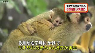 早くも人気者！リスザルの赤ちゃん次々誕生｜動画ニュース News24h