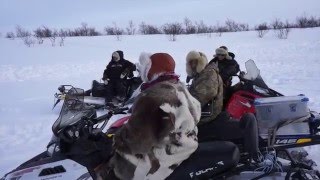 Reindeer Herding in Finnmark