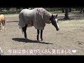 ウィンドインハーヘアさん33歳🐎颯爽と歩く✨伝説の名馬ディープインパクトの母　コントレイルの祖母