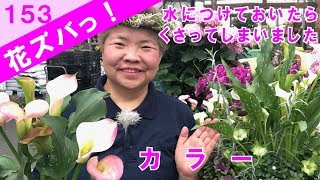 カラーZantede水につけておいたら腐って枯れましたプランツギャザリング作り方【花ズバっ】153旬の花とその使いかた紹介/花創人ガーデニング教室