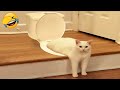 You Laugh You Lose 😍 Funniest Cats and Dogs 2024 😸🐶 Part 31
