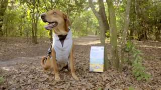 Suitical Dry Cooling Vest for Dogs | Chewy