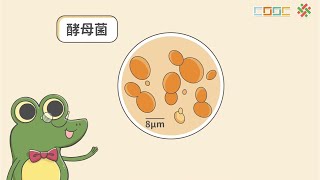 108新課綱｜七下生物｜【觀念】菌物界