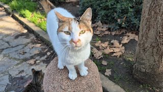 Incredibly Beautiful Calico Street Cat.