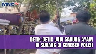 Aparat Polres Subang Gerebek Arena Judi Sabung Ayam, Para Penjudi Kocar-Kacir | LIP | 23/02