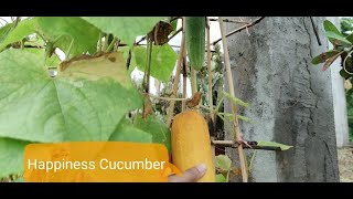 #របៀបដាំត្រសក់ក្នុងផើង #Grow Cucumber in Pot