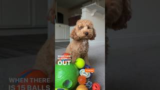 👀 My Dog’s Reaction to Losing 1 Ball | DOG MATH #shorts #poodle #dogsofyoutube #dog #trendingshorts