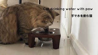 手で水を飲む猫　Cat drinking water with paw