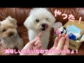 doggy box new toys 【maltese u0026 yorkie】