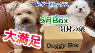 Doggy Box! NEW TOYS!!【Maltese \u0026 Yorkie】