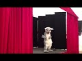 larry the lemur dancing