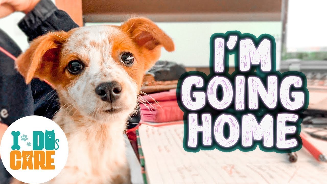 PUPPY DOG Finds His New FOREVER Home!! 😍 - YouTube