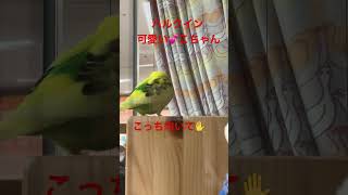 #可愛いインコさん#札幌オーロラタウン小鳥の広場#ハルクインの可愛いインコちゃん🩷