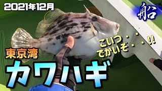 【船釣りカワハギ】12月！カワハギは釣れているときに釣れ！フォアグれ！