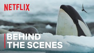 Killer Whale Showdown | Behind The Scenes | Netflix