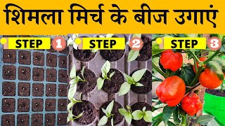 शिमला मिर्च के बीज कैसे उगाएं | How to germinate capsicum seeds in hindi | Terrace \u0026 Gardening