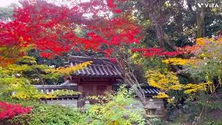 NARA A kishinodera Temple 秋篠寺