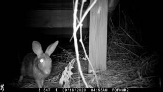 Curious Rabbit