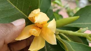 செண்பக பூ| செண்பக மரம்| Shenbaga poo| மைக்கேலிய செம்பகா|Michelia champaca