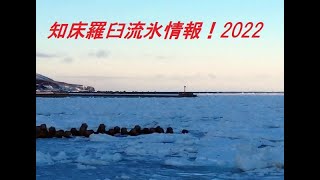 知床羅臼に流氷接岸！