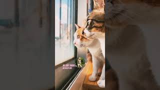 Cat new funny voice over  animals voice over 😀😸