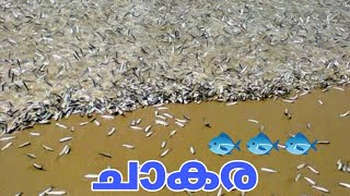 തൃശൂർ വാടനപ്പള്ളി വൻ ചാള ചാകര 🐟🐟🐟