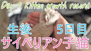 【猫サイベリアン多頭飼い】生後5日目！産まれたて子猫の様子・成長記録Day 5 kitten growth record