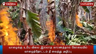 Coimbatore farmers burn banana trees due to losses