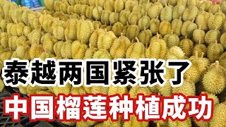 泰越两国该紧张了，中国榴莲种植成功