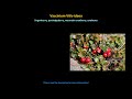 lingonberry permaculture uses cultivation propagation u0026 companion plants vaccinium vitis idaea