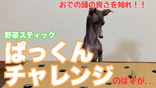 【賢い犬】野菜スティックぱっくんチャレンジのはずが、違うチャレンジに！！