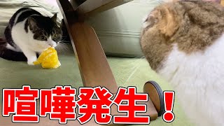 喧嘩発生！生まれて初めて息子猫がパパ猫に怒りました…