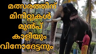 ചക്കുമരശ്ശേരിയിൽ ജയം മാത്രം ലക്ഷ്യം വെച്ച് കാളിയും വിനോദേട്ടനും..... #chakkumarassery thalapokkam