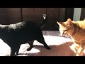 猫「やめろよ」癒し