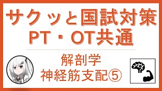 【聴き流して合格】PT・OT国家試験/解剖学 神経筋支配⑤ ＃国家試験＃理学療法士＃作業療法士