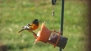 Baltimore Oriole Feeding