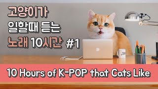 고양이가 일할때 듣기 좋은 노래 K-POP 10시간  #일할때듣기좋은노래