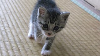 子猫を保護、先住猫と仲良くなれるのか！？