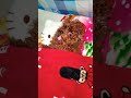 🐶我的寶貝puppy小紅貴賓狗🐕叫寶寶🐶，我拿可愛😻hello kitty貓的😻狗枕頭給🐶小狗寶寶🐕可以躺著睡覺，我又幫可愛🐶小狗寶寶🐕蓋被被啦！♥♥♥so cute my puppy dog🐶🐕♥